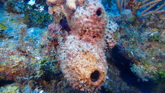 Ircinia
