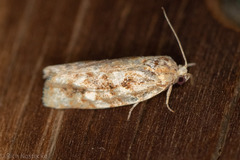 Choristoneura houstonana