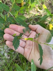 Chamaecrista