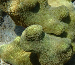 Porites
