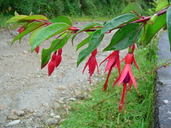 Fuchsia regia