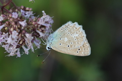 Polyommatus daphnis