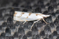 Microcrambus copelandi