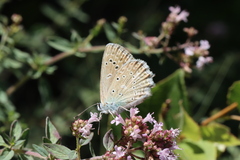 Polyommatus daphnis