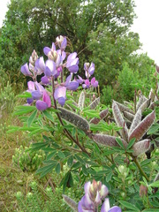 Lupinus heptaphyllus