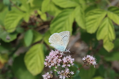 Polyommatus daphnis