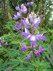 Lupinus heptaphyllus