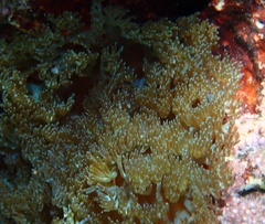 Lebrunia neglecta