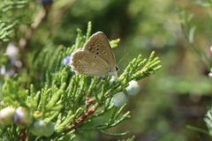 Polyommatus daphnis