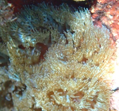 Lebrunia neglecta