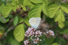 Polyommatus daphnis