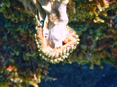 Hermodice carunculata