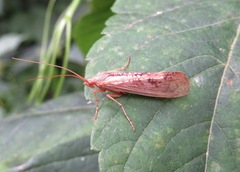 Limnephilus flavicornis