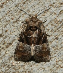 Meropleon ambifusca