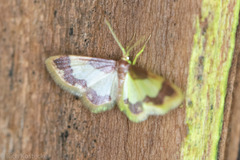 Idaea basinta