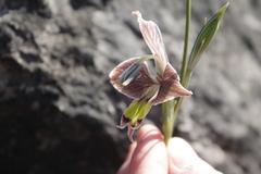 Gladiolus ceresianus