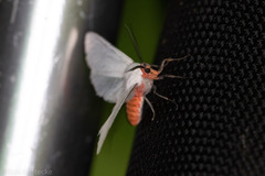 Pygarctia roseicapitis
