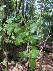 Betula pubescens