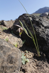 Gladiolus ceresianus