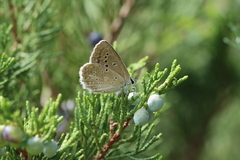 Polyommatus daphnis