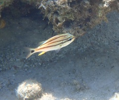 Haemulon flavolineatum