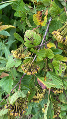 Physocarpus opulifolius