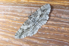 Stenoporpia anastomosaria