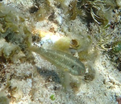Sparisoma