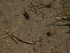 Cicindela oregona