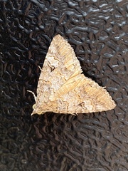 Eubolina impartialis