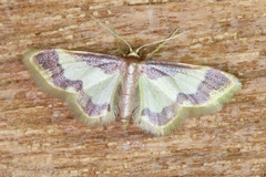 Idaea basinta