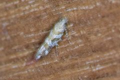 Aristotelia devexella