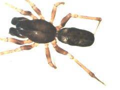 Neriene clathrata