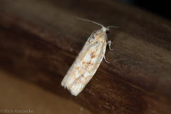 Choristoneura houstonana