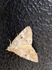 Eubolina impartialis