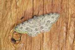 Scopula plantagenaria