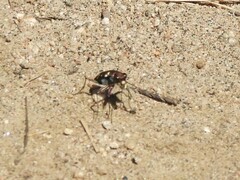 Cicindela oregona