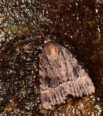 Amphipyra pyramidea