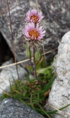 Erigeron uniflorus