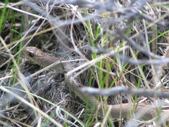 Coluber constrictor mormon