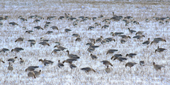 Anser brachyrhynchus