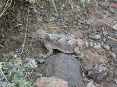 Phrynosoma platyrhinos