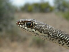 Masticophis taeniatus taeniatus