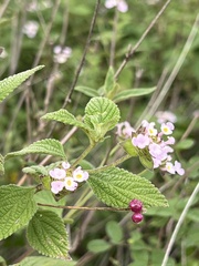 Lantana achyranthifolia