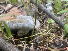 Hypomyces chrysospermus