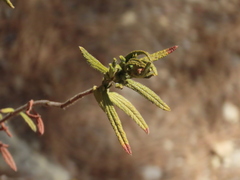 Cistus monspeliensis
