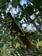 Schistocerca lineata