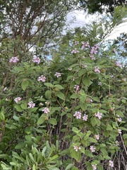 Lantana achyranthifolia