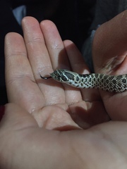 Heterodon nasicus