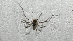 Oligolophus tridens